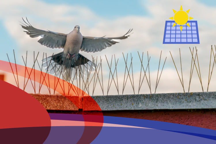 A pigeon flies away, deterred by stainless steel bird spikes installed along a rooftop wall near an illustrated solar panel icon
