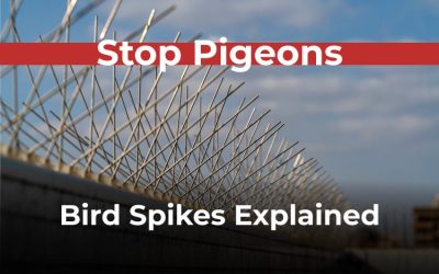 Blog 2 What Are Bird Spikes